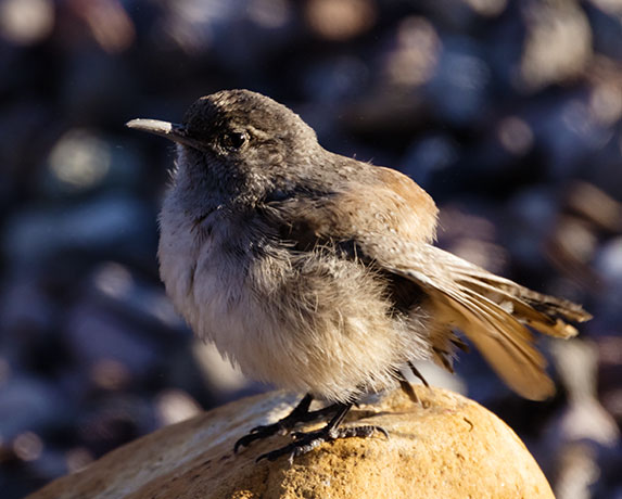 Rock Wren Salpinctes obsoletus 
