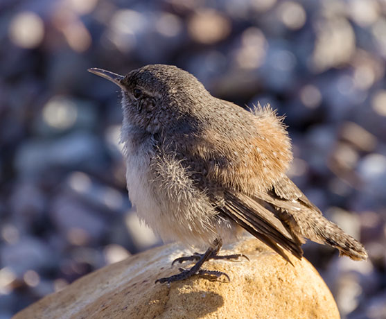 Rock Wren Salpinctes obsoletus 