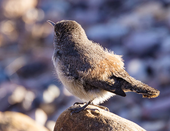 Rock Wren Salpinctes obsoletus 