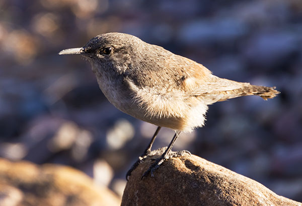 Rock Wren Salpinctes obsoletus 