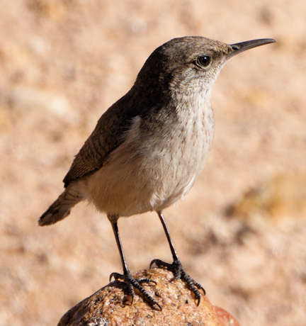 Rock Wren Salpinctes obsoletus 