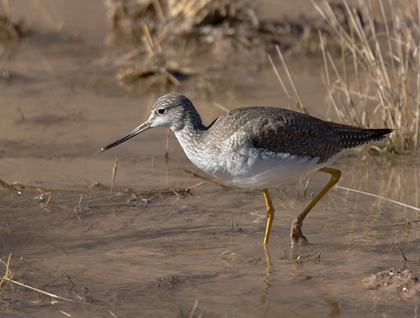 Greater Yellowlegs Tringa melanoleuca