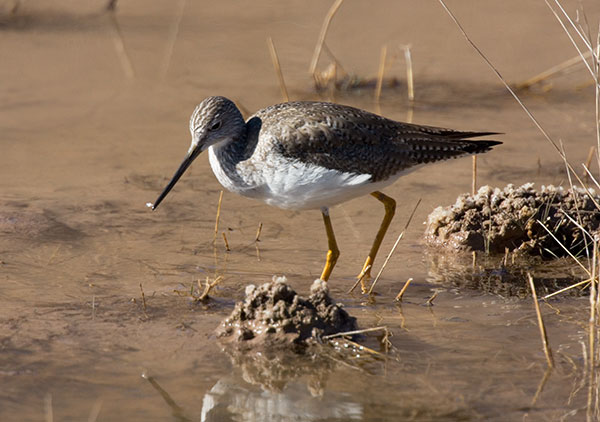 Greater Yellowlegs Tringa melanoleuca