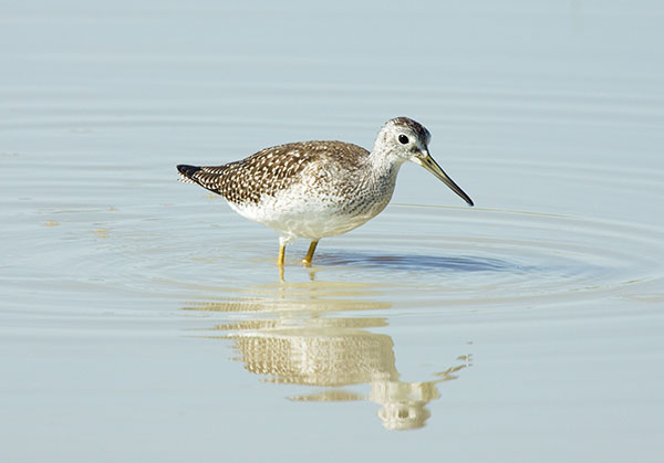 Greater Yellowlegs Tringa melanoleuca