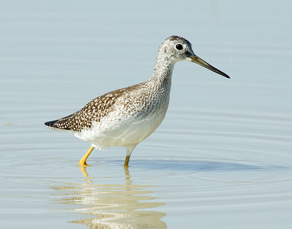 Greater Yellowlegs Tringa melanoleuca