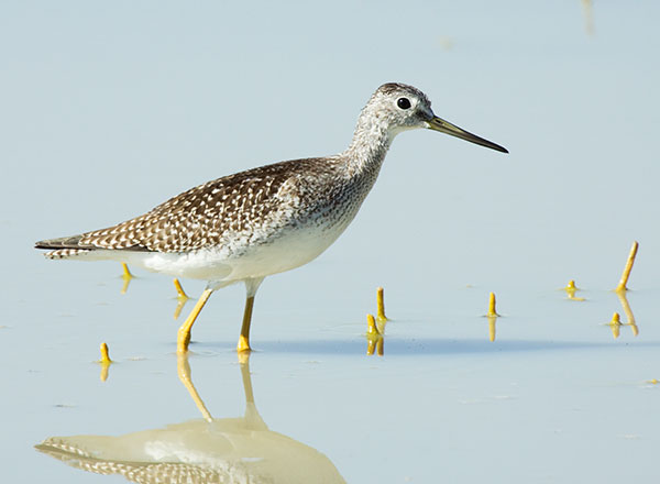 Greater Yellowlegs Tringa melanoleuca