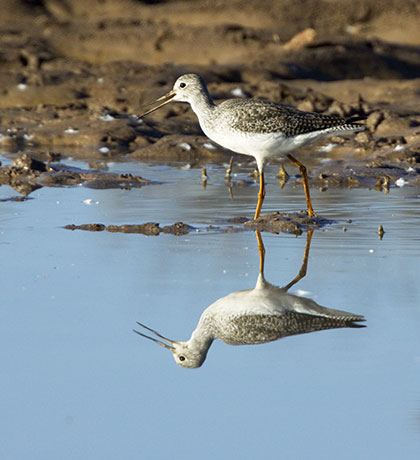 Greater Yellowlegs Tringa melanoleuca