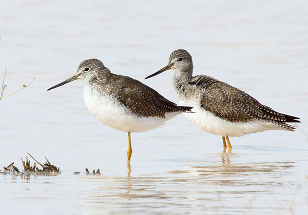 Greater Yellowlegs Tringa melanoleuca