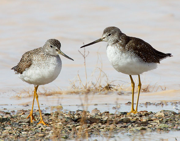 Greater Yellowlegs Tringa melanoleuca