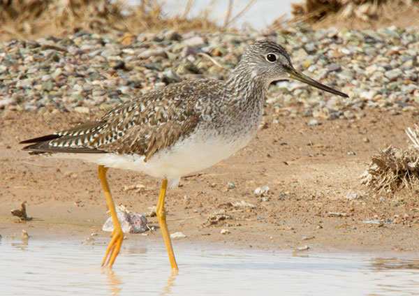 Greater Yellowlegs Tringa melanoleuca