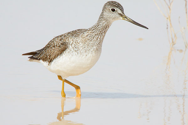 Greater Yellowlegs Tringa melanoleuca