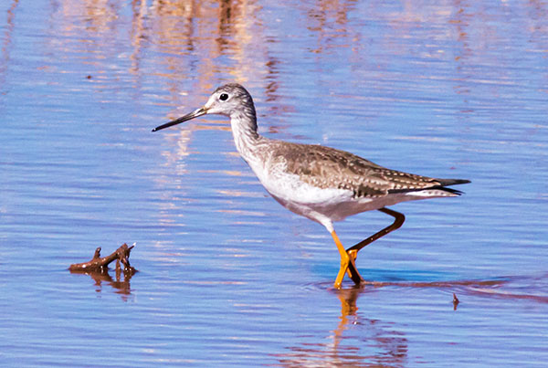 Greater Yellowlegs Tringa melanoleuca