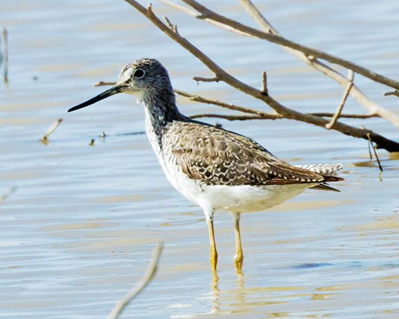 Greater Yellowlegs Tringa melanoleuca