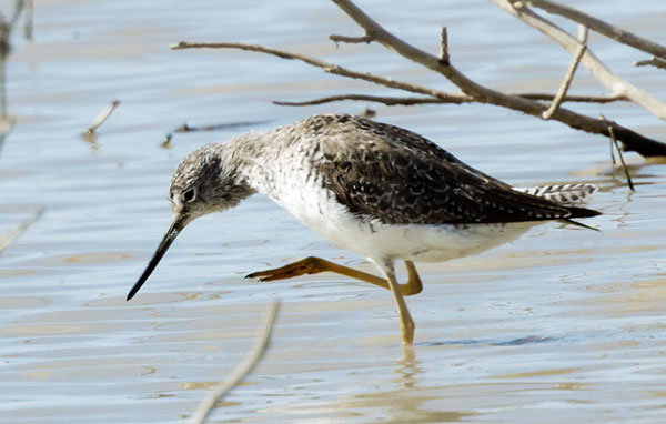 Greater Yellowlegs Tringa melanoleuca