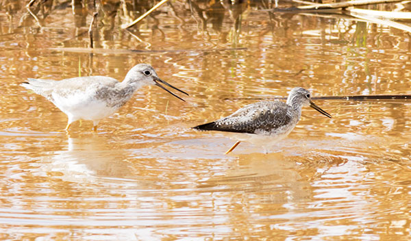 Greater Yellowlegs Tringa melanoleuca