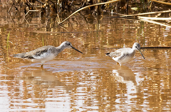 Greater Yellowlegs Tringa melanoleuca
