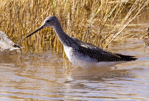 Greater Yellowlegs Tringa melanoleuca