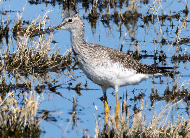 Greater Yellowlegs Tringa melanoleuca