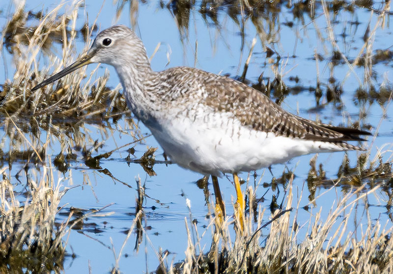 Greater Yellowlegs Tringa melanoleuca