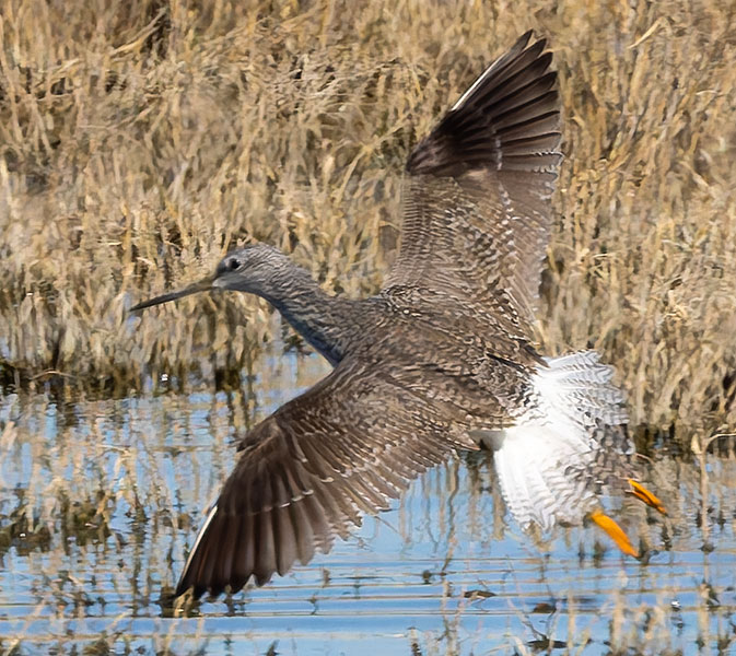 Greater Yellowlegs Tringa melanoleuca