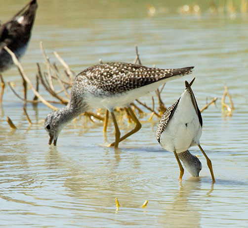 Lesser Yellowlegs Tringa flavipes 