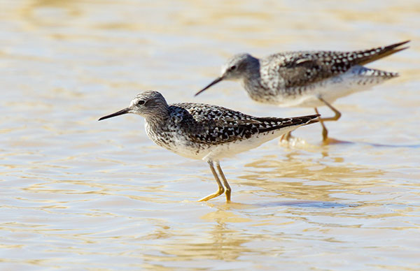 Lesser Yellowlegs  Tringa flavipes 