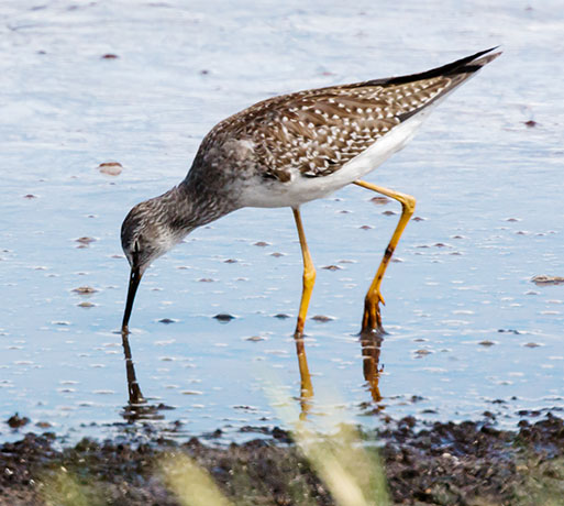 Lesser Yellowlegs  Tringa flavipes 