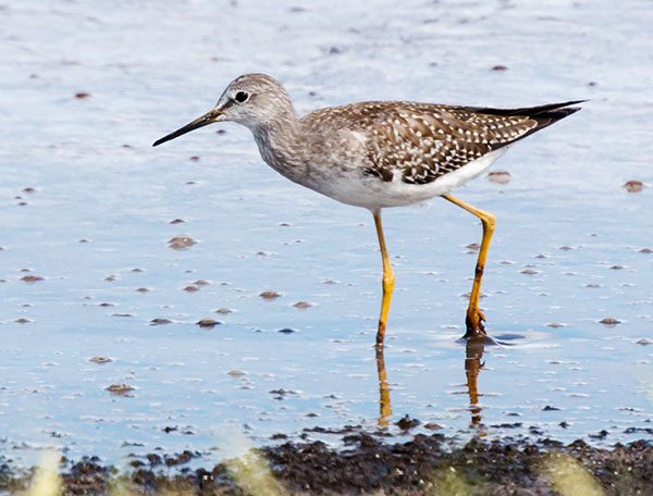 Lesser Yellowlegs  Tringa flavipes 