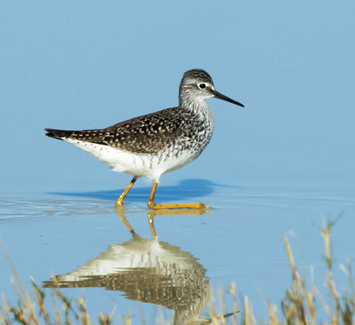 Lesser Yellowlegs  Tringa flavipes 