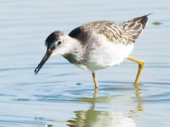 Lesser Yellowlegs  Tringa flavipes 