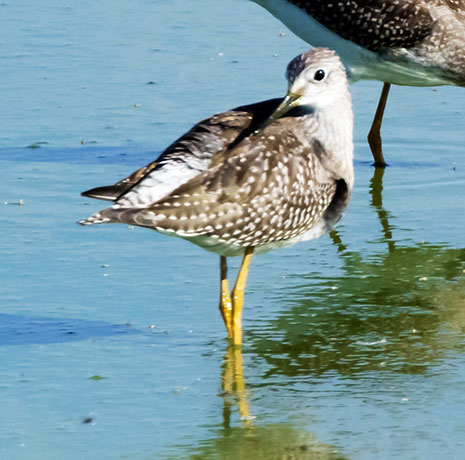 Lesser Yellowlegs  Tringa flavipes 