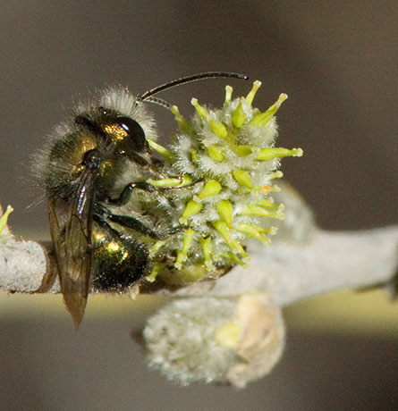 Halictid Bee Halictidae  