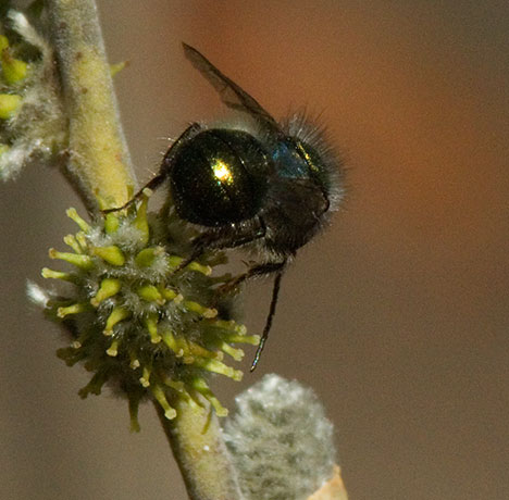 Halictid Bee Halictidae  