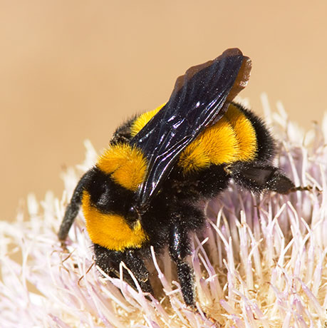 Sonoran Bumble Bee Bombus sonorus 
