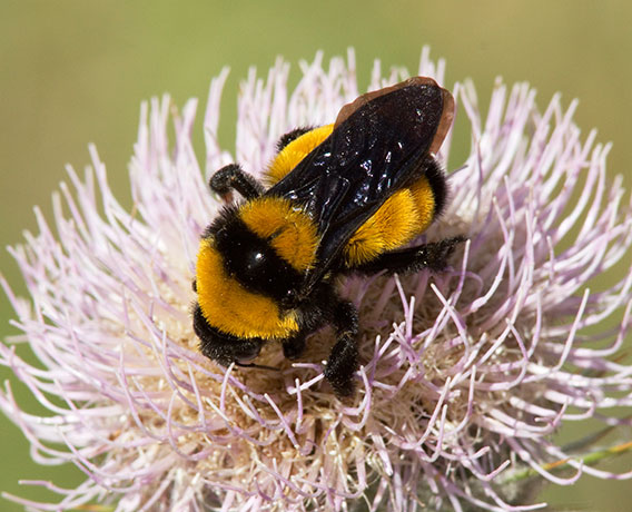 Sonoran Bumble Bee Bombus sonorus 