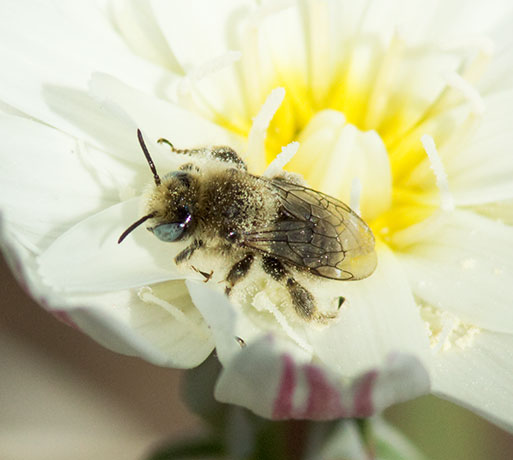 Anthophorine Bee (perhaps Centris pallida)  on Desert Dandelion