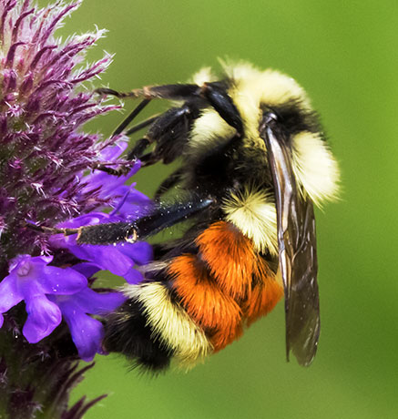 Tricolor Bumble Bee Red-tailed Bumble Bee Bombus ternarius 