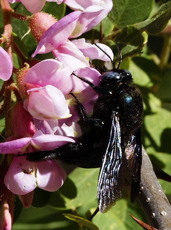 Carpenter Bee Xylocopa varipuncta
