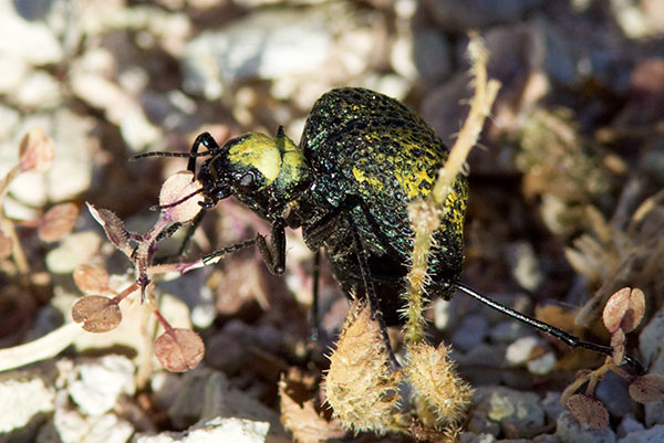 Desert Spider Beetle Cysteodemus armatus 