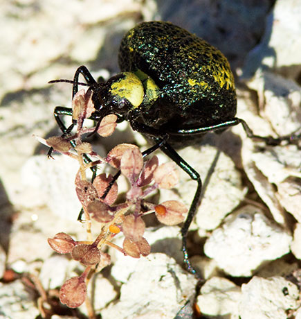 Desert Spider Beetle Cysteodemus armatus 