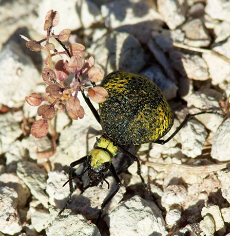 Desert Spider Beetle Cysteodemus armatus 