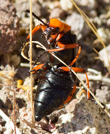 Desert Blister Beetle Lytta magister 