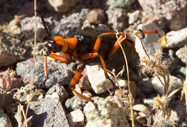 Desert Blister Beetle Lytta magister 