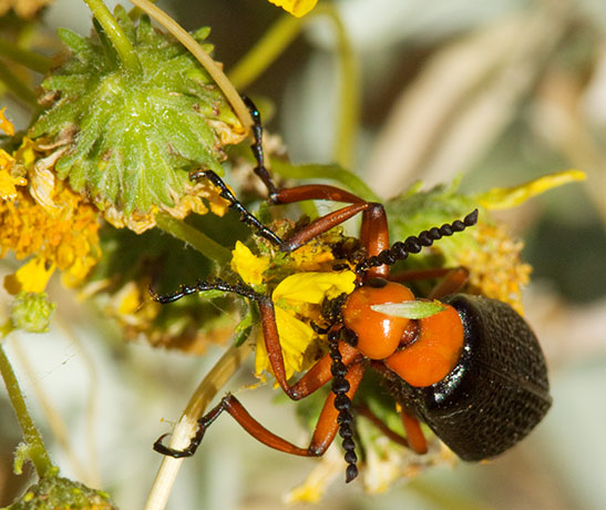 Desert Blister Beetle Lytta magister 
