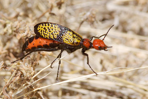 Iron-Cross Blister Beetle Tegrodera aloga 