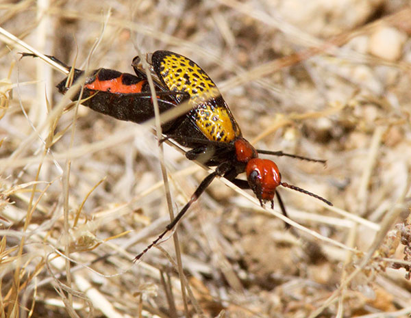 Iron-Cross Blister Beetle Tegrodera aloga 