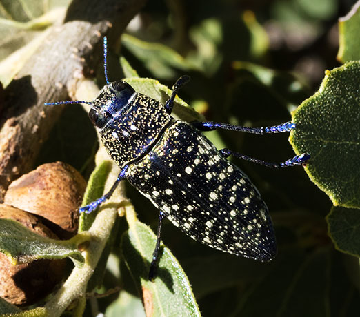 A Wood-boring Beetle Lampetis webbii 