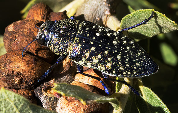 A Wood-boring Beetle Lampetis webbii 