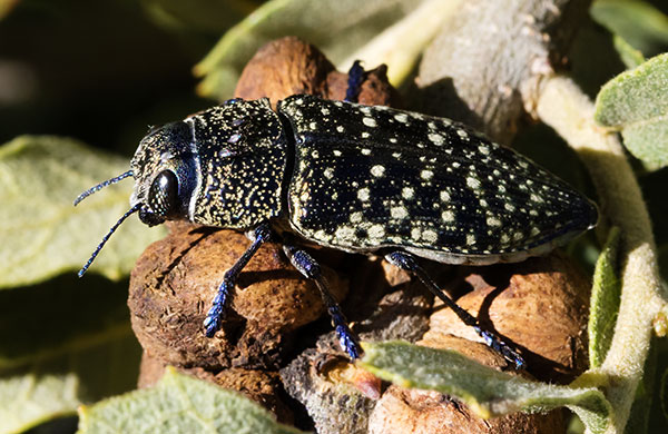 A Wood-boring Beetle Lampetis webbii 