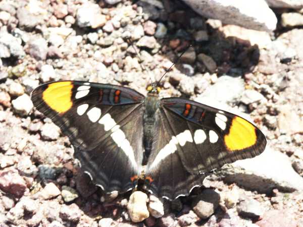 California Sister Adelpha bredowii  Arizona Sister 